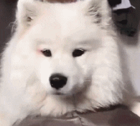 可爱的狗狗萌宠搞笑gif动图gif动态gif搞笑图片