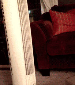 可爱的猫狗宠物搞笑动态图gif动态gif搞笑图片