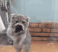 可爱搞笑的猫咪擦玻璃跳舞的动图gif动态gif搞笑图片