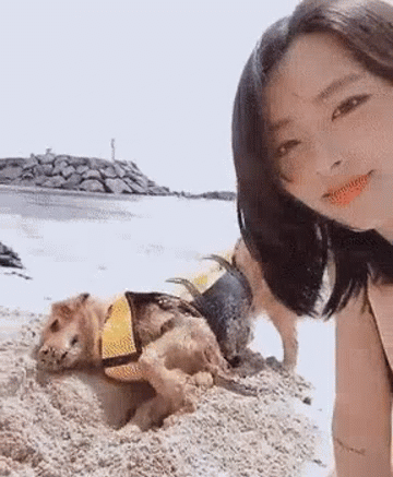 性感比基尼美女海边沙滩跟狗狗玩耍的动态图gif动态gif搞笑图片