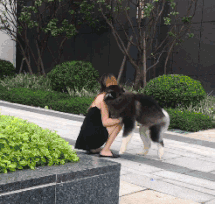 长腿美女抱萌宠阿拉斯加的GIF动图gif动态gif搞笑图片