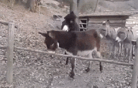 聪明的驴和蠢驴的对比gif动态gif搞笑图片