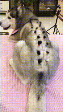 狗子已经处于绝望状态了gif动态gif搞笑图片