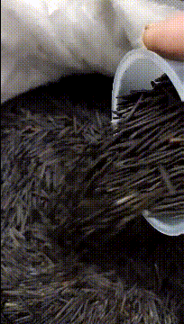 我说这是米你们信吗？gif动态gif搞笑图片