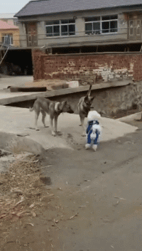 为了看一只狗子居然把命送了gif动态gif搞笑图片