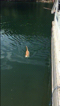 谁说猫不会游泳的gif动态gif搞笑图片