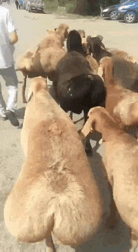 这只羊的屁股很有动力gif动态gif搞笑图片