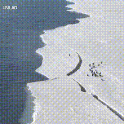 冲呀！小企鹅！gif动态gif搞笑图片