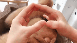 三猫来袭gif动态gif搞笑图片