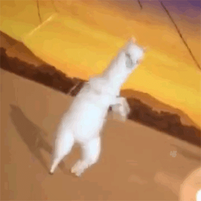 沙雕羊驼gif动态gif搞笑图片