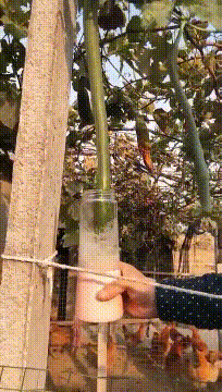 最新鲜的黄瓜汁gif动态gif搞笑图片