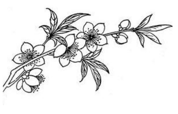 盛开的桃花简笔画简笔画gif搞笑图片
