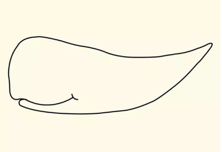 大鲸鱼简笔画gif搞笑图片