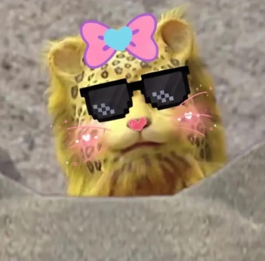 一夜之间金钱豹刷屏了斗图啦gif搞笑图片