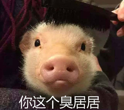 你这个臭居居 - 居居斗图啦gif搞笑图片