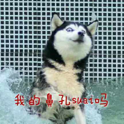 我的鼻孔 suai 吗？斗图啦gif搞笑图片