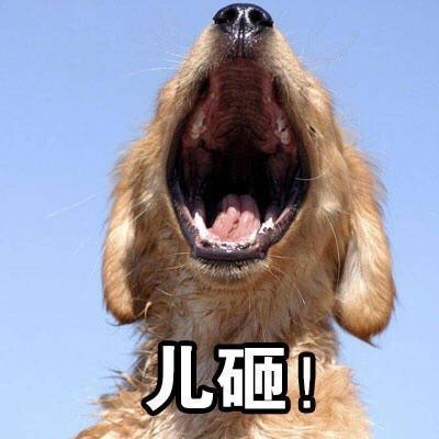儿砸（狗子）斗图啦gif搞笑图片
