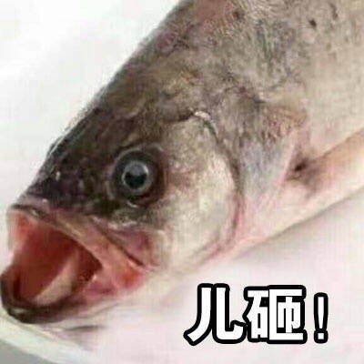 儿砸（鱼）斗图啦gif搞笑图片