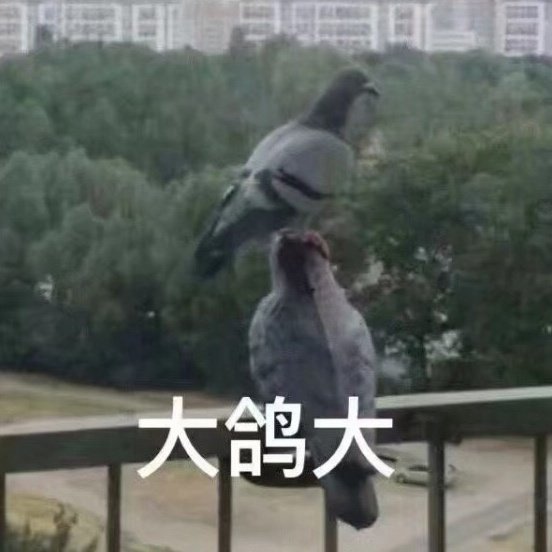 大鸽大斗图啦gif搞笑图片