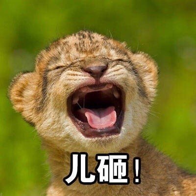 儿砸（猎豹）斗图啦gif搞笑图片
