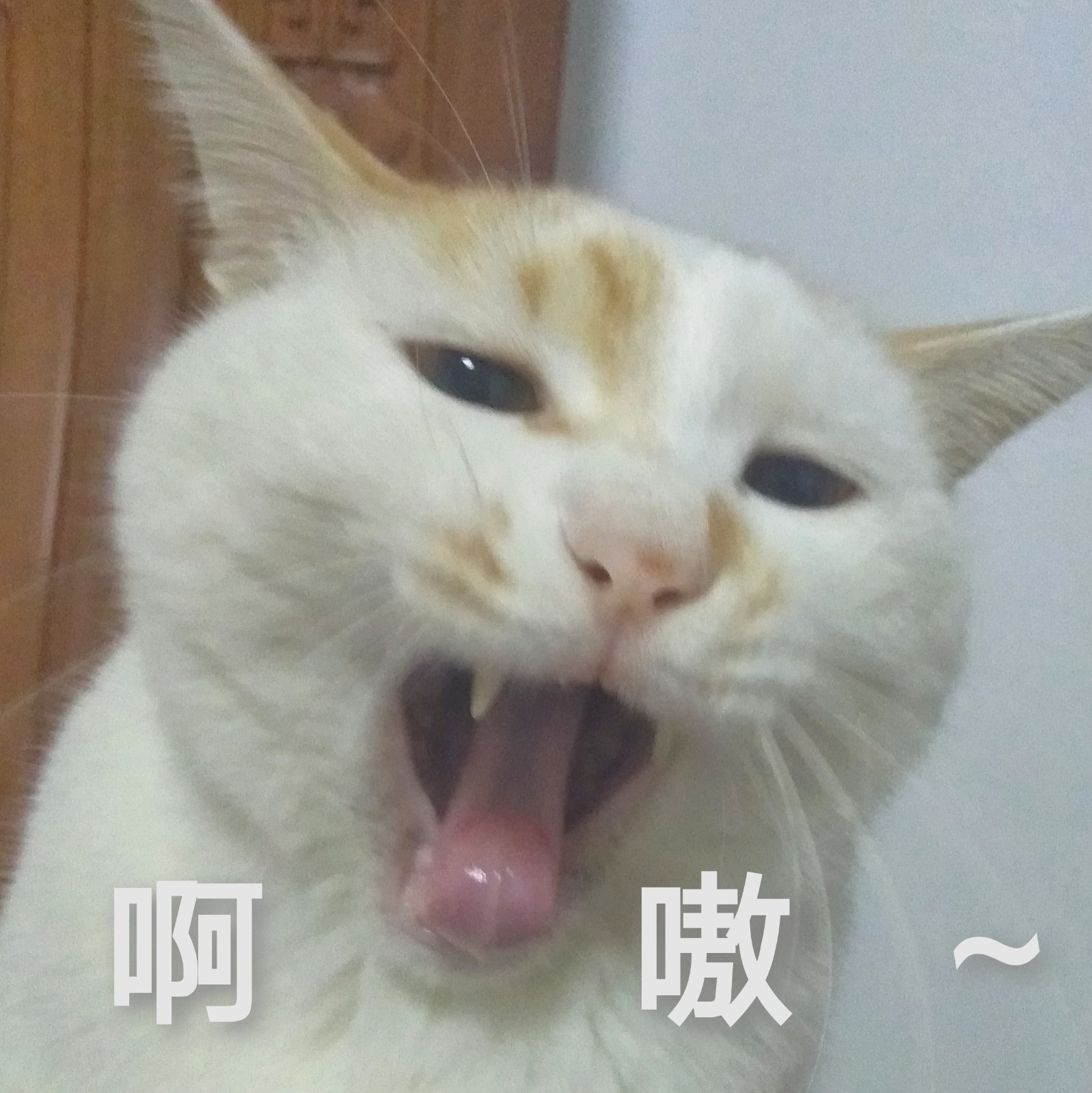 喵叽叽的大脸斗图啦gif搞笑图片