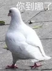 你到哪了？斗图啦gif搞笑图片