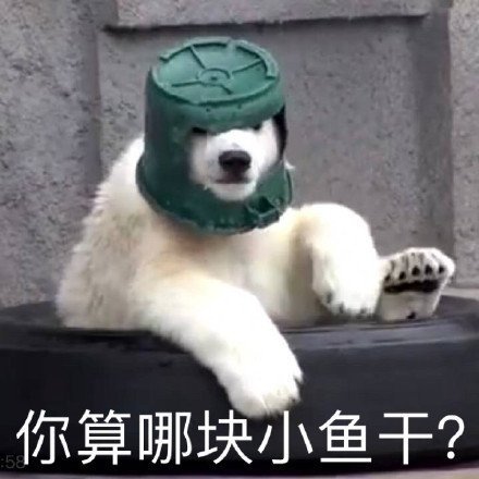 你算哪块小鱼干斗图啦gif搞笑图片