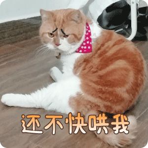 还不快哄我斗图啦gif搞笑图片