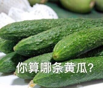 你算哪条黄瓜？斗图啦gif搞笑图片