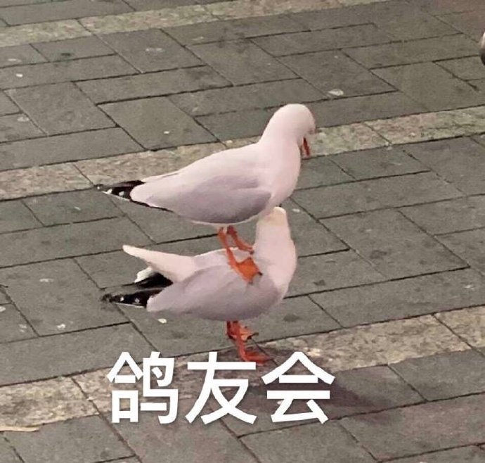 鸽友会斗图啦gif搞笑图片