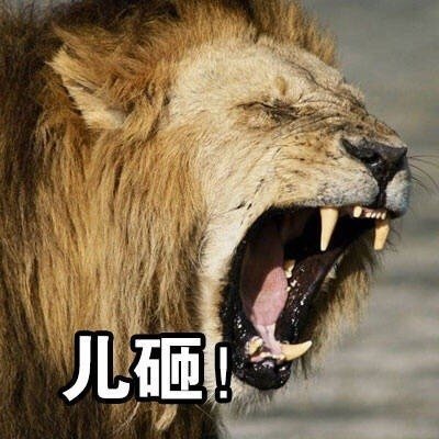儿砸（狮子）斗图啦gif搞笑图片