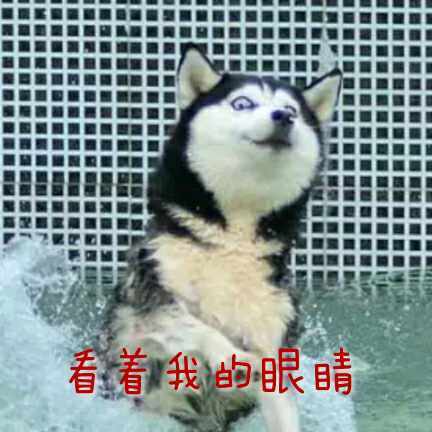 看着我的眼睛斗图啦gif搞笑图片