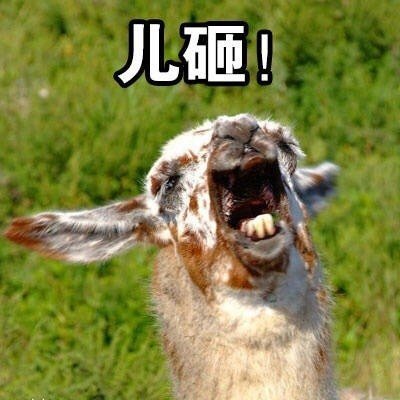 儿砸（骆驼）斗图啦gif搞笑图片