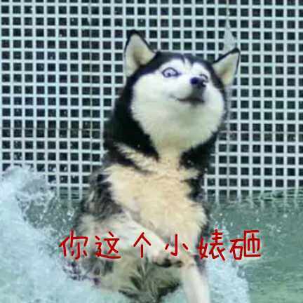 你这个小婊砸斗图啦gif搞笑图片