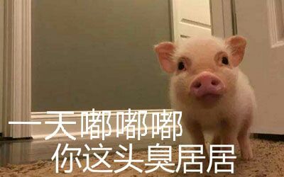 一天嘟嘟.你这头臭居居 - 居居斗图啦gif搞笑图片