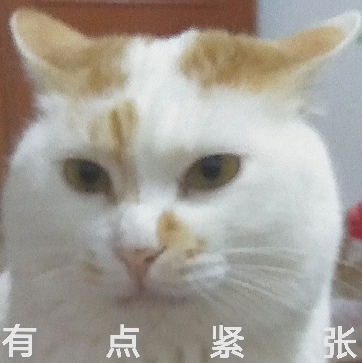 喵叽叽的大脸斗图啦gif搞笑图片