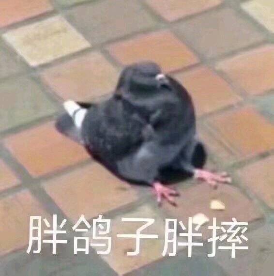 胖鸽子胖摔斗图啦gif搞笑图片