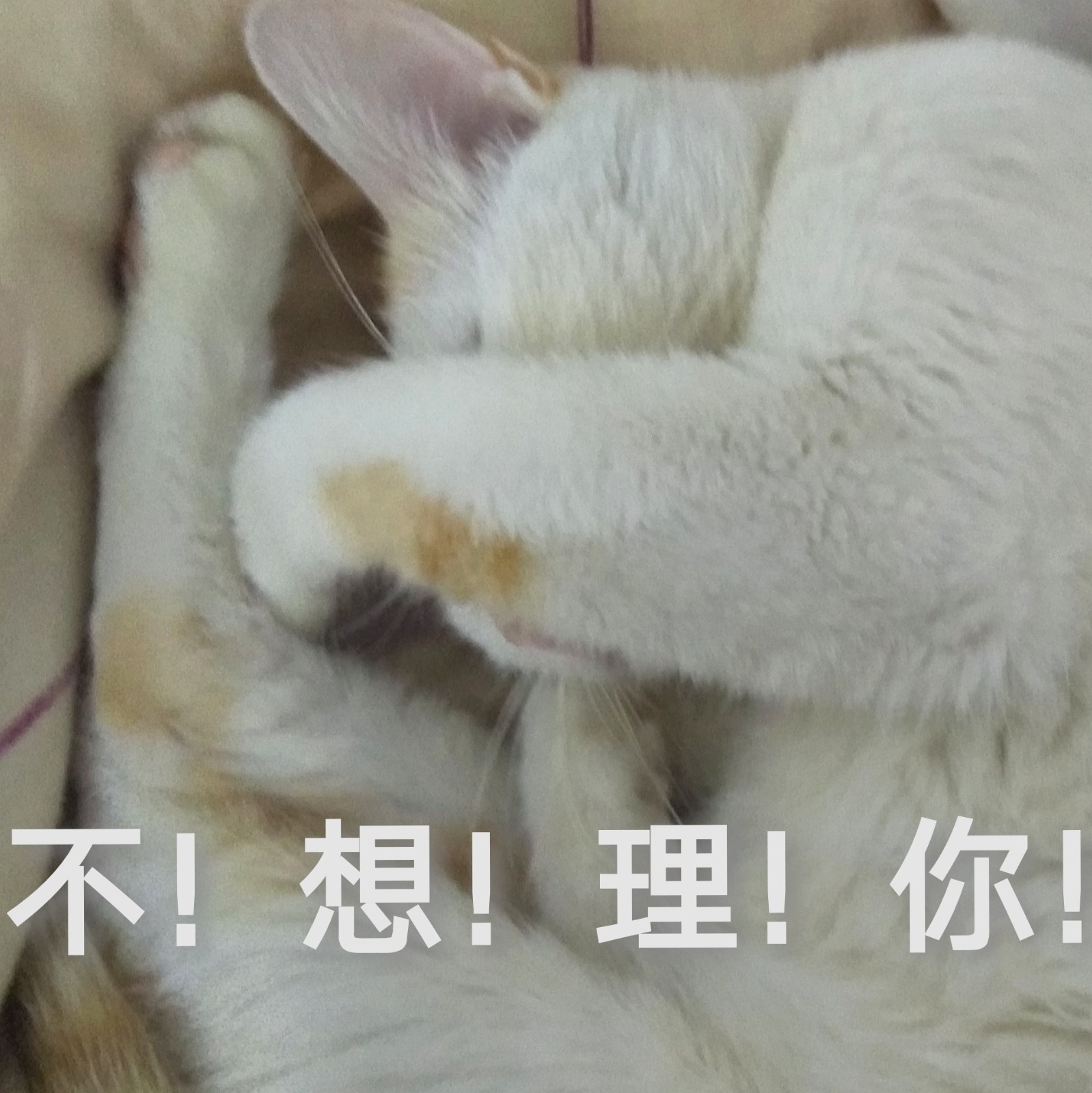 喵叽叽的大脸斗图啦gif搞笑图片