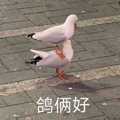 鸽俩好斗图啦gif搞笑图片