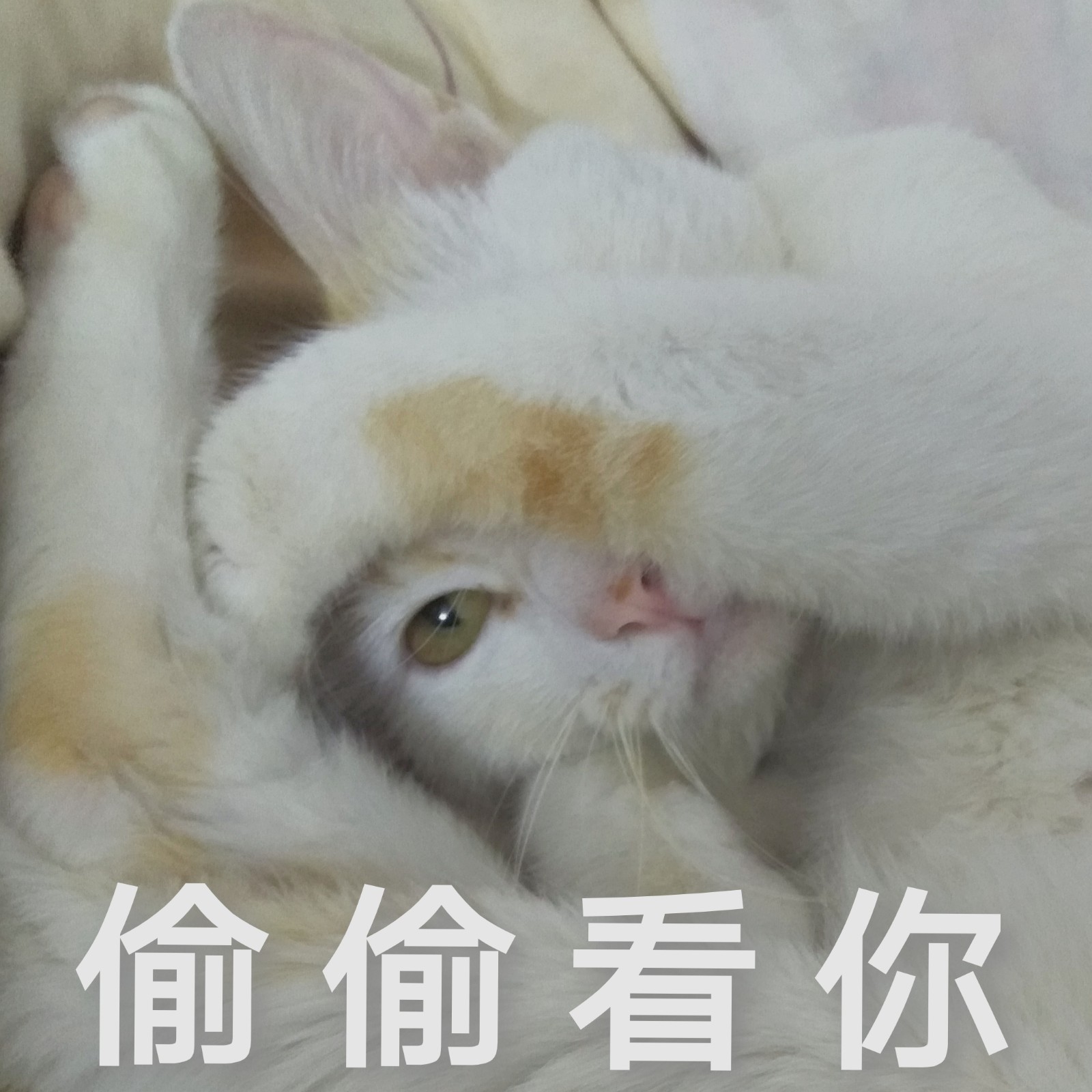 喵叽叽的大脸斗图啦gif搞笑图片