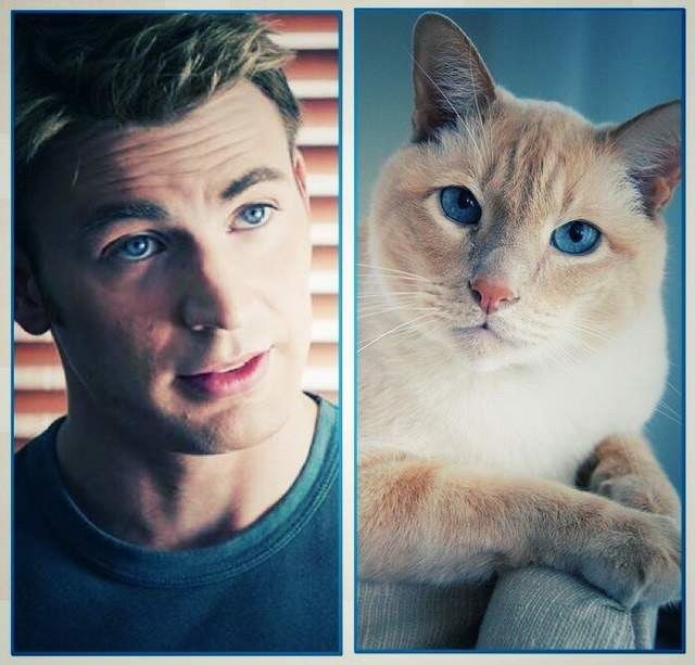 复仇者联盟猫咪形象版明星gif搞笑图片