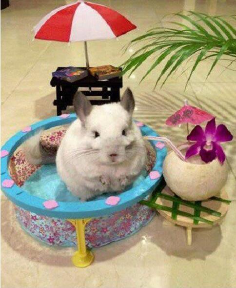 人不如鼠明星gif搞笑图片