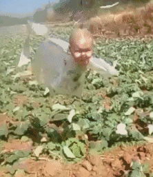 偷个菜能吓出神经病器物gif搞笑图片