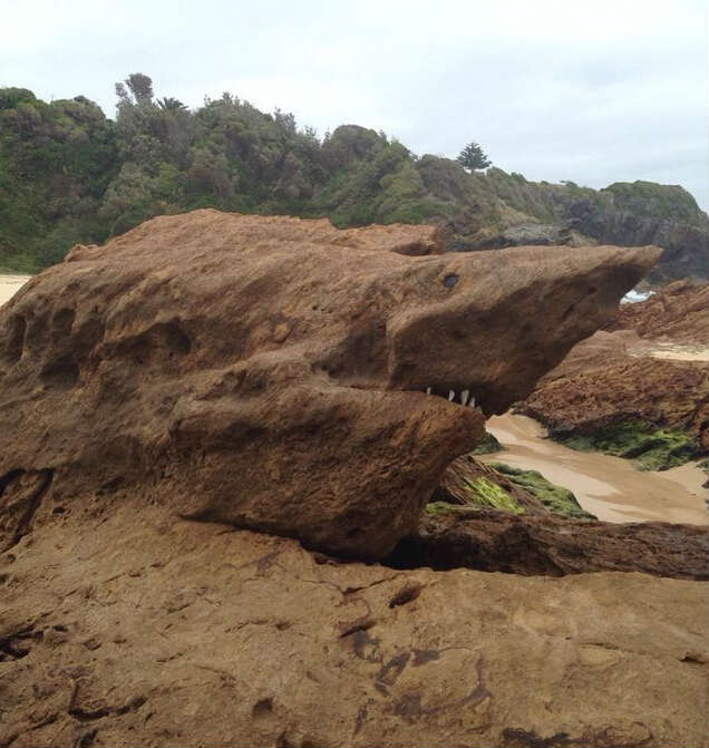 澳大利亚的鲨鱼器物gif搞笑图片
