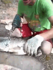 杀鱼去鳞的神器器物gif搞笑图片