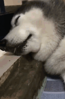 这家你是不想要了器物gif搞笑图片