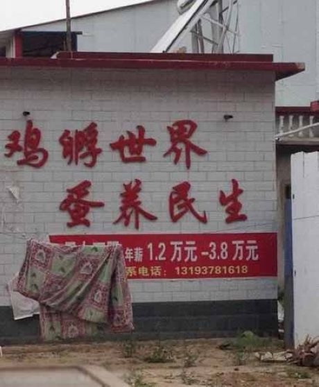 好霸气的养鸡场标语器物gif搞笑图片