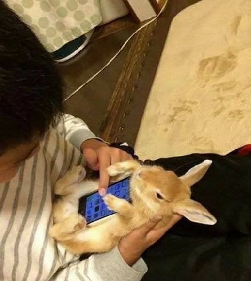 这个手机壳好逼真啊器物gif搞笑图片