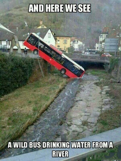 看到一头野生巴士在河里喝水，应该是太渴了器物gif搞笑图片