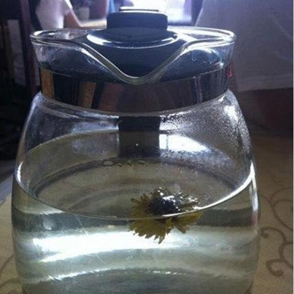 同事泡的菊花茶，你这是在逗我吗？器物gif搞笑图片